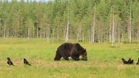 Brown-bear-(Ursus-arctos)-in-wild-nature-is-a-bear-that-is-found-across-much-of-northern-Eurasia-and-North-America.-In-North-America,-the-populations-of-brown-bears-are-often-called-grizzly-bears.