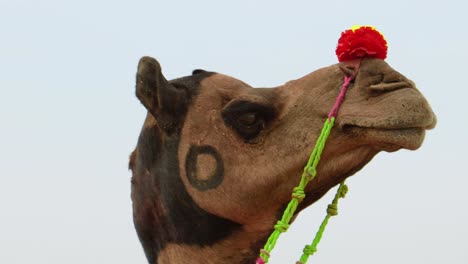 Kamele-Auf-Der-Pushkar-Messe,-Auch-Pushkar-Kamelmesse-Oder-Vor-Ort-Kartik-Mela-Genannt,-Ist-Eine-Jährliche-Mehrtägige-Viehmesse-Und-Kulturveranstaltung-In-Der-Stadt-Pushkar,-Rajasthan,-Indien.
