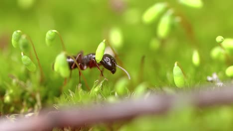 Ant-close-up-in-the-wild.