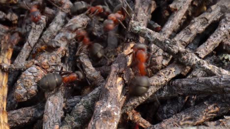 Wilder-Ameisenhaufen-Im-Wald,-Super-Makro-Nahaufnahme