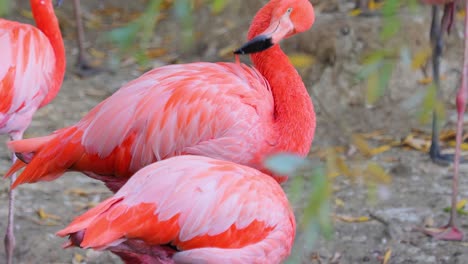 Flamingos-or-flamingoesare-a-type-of-wading-bird-in-the-family-Phoenicopteridae,-the-only-bird-family-in-the-order-Phoenicopteriformes.