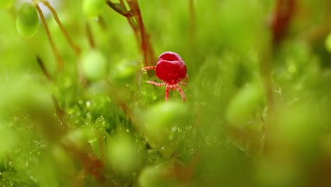 Trombidiidae,-known-as-red-velvet-mites,-true-velvet-mites,-or-rain-bugs,-are-arachnids-found-in-soil-litter-known-for-their-bright-red-color.
