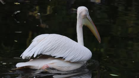 Dalmatian-pelican-(Pelecanus-crispus)-is-the-largest-member-of-the-pelican-family,-and-perhaps-the-world's-largest-freshwater-bird,-although-rivaled-in-weight-and-length-by-the-largest-swans.