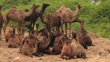 Camellos-En-La-Feria-De-Pushkar,-También-Llamada-Feria-De-Camellos-De-Pushkar-O-Localmente-Como-Kartik-Mela,-Es-Una-Feria-Ganadera-Y-Cultural-Anual-De-Varios-Días-Que-Se-Celebra-En-La-Ciudad-De-Pushkar,-Rajasthan,-India.