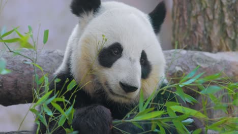 Der-Große-Panda-(Ailuropoda-Melanoleuca),-Auch-Pandabär-Oder-Einfach-Panda-Genannt,-Ist-Ein-Im-Süden-Zentralchinas-Beheimateter-Bär.