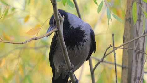 Carrion-crow-(Corvus-corone)-black-bird-on-branch.