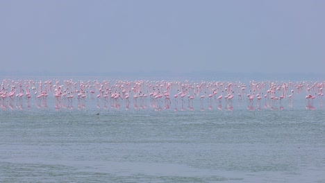 Flamingos-Oder-Flamingos-Sind-Eine-Watvogelart-Aus-Der-Familie-Der-Phoenicopteridae,-Der-Einzigen-Vogelfamilie-In-Der-Ordnung-Der-Phoenicopteriformes.-Rajasthan,-Indien.