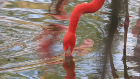 Flamingos-Oder-Flamingos-Sind-Eine-Watvogelart-Aus-Der-Familie-Der-Phoenicopteridae,-Der-Einzigen-Vogelfamilie-In-Der-Ordnung-Der-Phoenicopteriformes.
