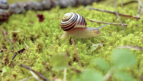 Snail-slowly-creeping-along-on-green-moss