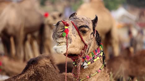 Camellos-En-La-Feria-De-Pushkar,-También-Llamada-Feria-De-Camellos-De-Pushkar-O-Localmente-Como-Kartik-Mela,-Es-Una-Feria-Ganadera-Y-Cultural-Anual-De-Varios-Días-Que-Se-Celebra-En-La-Ciudad-De-Pushkar,-Rajasthan,-India.