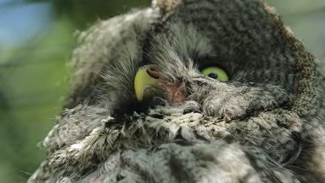 Great-gray-owl-(Strix-nebulosa)-is-a-very-large-owl,-documented-as-the-world's-largest-species-of-owl-by-length.-It-is-distributed-across-the-Northern-Hemisphere.