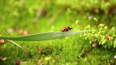 Close-up-wildlife-of-a-ladybug-in-the-green-grass-in-the-forest