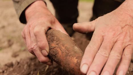 Farmer-inspects-his-crop-of-carrots-hands-stained-with-earth.
