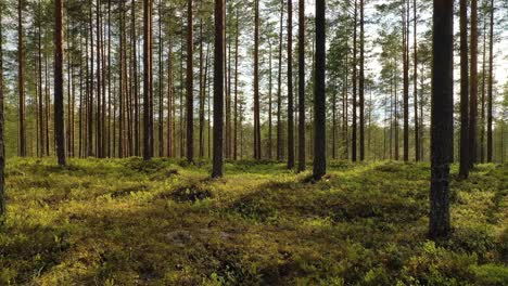 Luftaufnahme-Des-Waldes-In-Finnland.-Wunderschöne-Natur-Finnlands.