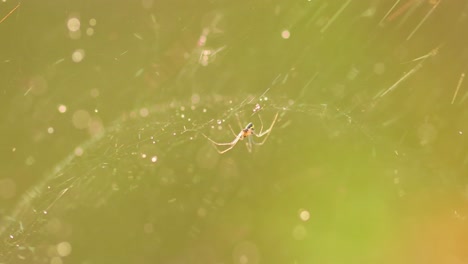 Raindrops-on-the-spider-web.-Cobwebs-in-small-drops-of-rain.