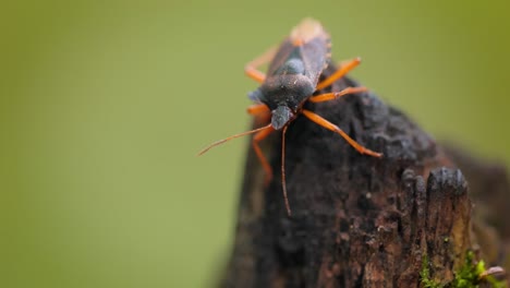 Forest-bug-or-red-legged-shieldbug-(Pentatoma-rufipes)-is-a-species-of-shield-bug-in-the-family-Pentatomidae,-commonly-found-in-most-of-Europe.-It-inhabits-forests,-woodlands,-orchards,-and-gardens