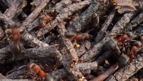 Wild-ant-hill-in-the-forest-super-macro-close-up-shot