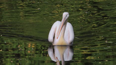 Dalmatian-pelican-(Pelecanus-crispus)-is-the-largest-member-of-the-pelican-family,-and-perhaps-the-world's-largest-freshwater-bird,-although-rivaled-in-weight-and-length-by-the-largest-swans.