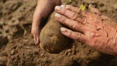 Farmer-inspects-his-crop-of-potatoes-hands-stained-with-earth.