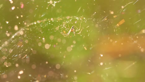 Raindrops-on-the-spider-web.-Cobwebs-in-small-drops-of-rain.