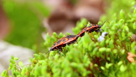 La-Chinche-De-Fuego,-Pyrrhocoris-Apterus,-Es-Un-Insecto-Común-De-La-Familia-Pyrrrhocoridae.