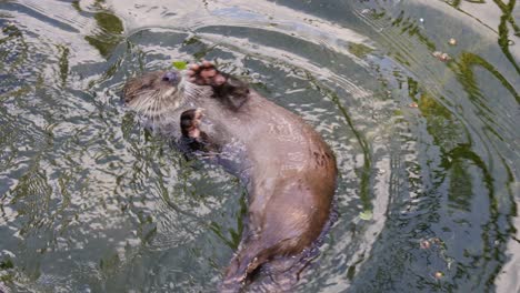 Otters-are-carnivorous-mammals-in-the-subfamily-Lutrinae.-The-13-extant-otter-species-are-all-semiaquatic,-aquatic-or-marine,-with-diets-based-on-fish-and-invertebrates.