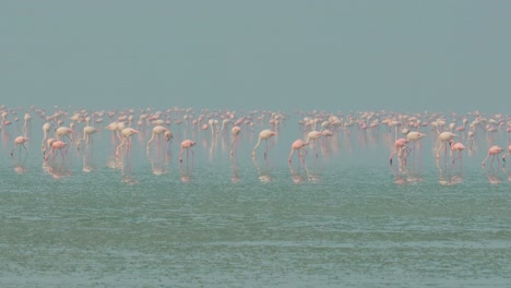 Flamingos-or-flamingoes-are-a-type-of-wading-bird-in-the-family-Phoenicopteridae,-the-only-bird-family-in-the-order-Phoenicopteriformes.-Rajasthan,-India.