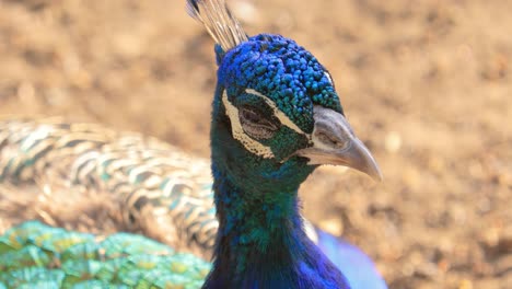 Indian-peafowl-(Pavo-cristatus),-also-known-as-the-common-peafowl,-and-blue-peafowl,-is-a-peafowl-species-native-to-the-India-subcontinent.
