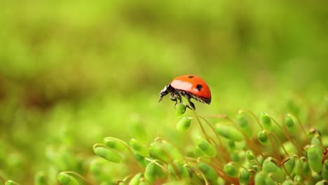 Close-up-wildlife-of-a-ladybug-in-the-green-grass-in-the-forest