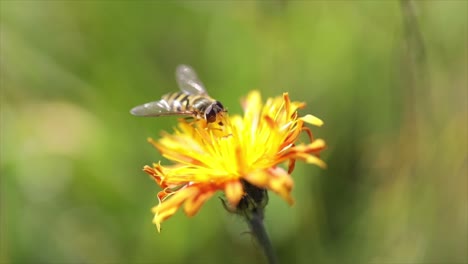 Bee-collects-nectar-from-flower-crepis-alpina