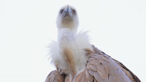 Griffon-vulture-(Gyps-fulvus)-is-a-large-Old-World-vulture-in-the-bird-of-prey-family-Accipitridae.-It-is-also-known-as-the-Eurasian-griffon.