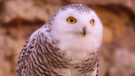 Snowy-owl-(Bubo-scandiacus)-is-a-large,-white-owl-of-the-true-owl-family.It-is-sometimes-also-referred-to,-more-infrequently,-as-the-polar-owl,-white-owl-and-the-Arctic-owl.