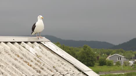 Nature-of-Norway-Seagull-on-the-roof-of-the-house