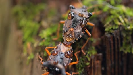 Forest-bug-or-red-legged-shieldbug-(Pentatoma-rufipes)-is-a-species-of-shield-bug-in-the-family-Pentatomidae,-commonly-found-in-most-of-Europe.-It-inhabits-forests,-woodlands,-orchards,-and-gardens