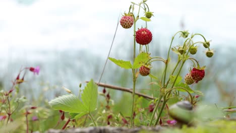 Berry-of-ripe-strawberries-close-up.-Nature-of-Norway