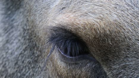 Wild-Moose-eye-close-up