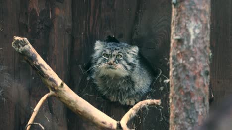 Pallas's-cat-(Otocolobus-manul),-also-called-manul,-is-a-small-wild-cat-with-a-broad,-but-fragmented-distribution-in-the-grasslands-and-montane-steppes-of-Central-Asia.