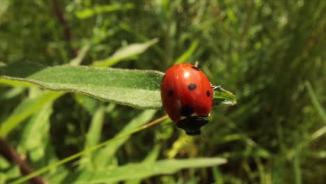 Ladybug-crawls-on-a-plant