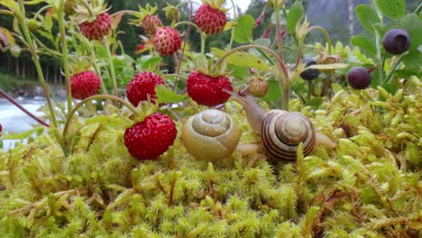Snail-close-up,-looking-at-the-red-strawberries