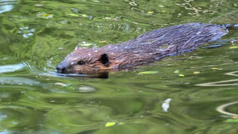 Eurasian-beaver-(Castor-fiber)-or-European-beaver-is-a-beaver-species-that-was-once-widespread-in-Eurasia,-but-was-hunted-to-near-extinction-for-both-its-fur-and-castoreum.