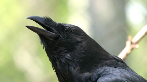 Common-raven-(Corvus-corax),-also-known-as-the-northern-raven,-is-a-large-all-black-passerine-bird.-Found-across-the-Northern-Hemisphere,-it-is-the-most-widely-distributed-of-all-corvids.