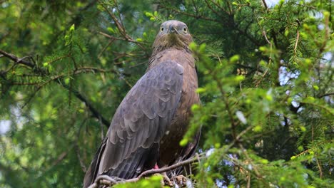 European-honey-buzzard-(Pernis-apivorus),-also-known-as-the-pern-or-common-pern,is-a-bird-of-prey-in-the-family-Accipitridae