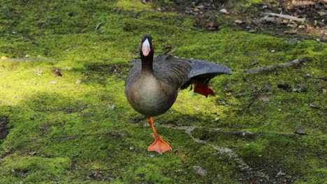 Greater-white-fronted-goose-(Anser-albifrons)-is-a-species-of-goose-related-to-the-smaller-lesser-white-fronted-goose