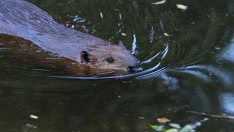 Eurasian-beaver-(Castor-fiber)-or-European-beaver-is-a-beaver-species-that-was-once-widespread-in-Eurasia,-but-was-hunted-to-near-extinction-for-both-its-fur-and-castoreum.