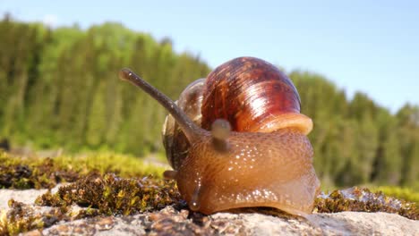 Snail-slowly-creeping-macro-close-up