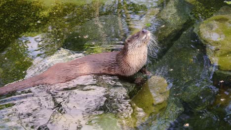 Otters-are-carnivorous-mammals-in-the-subfamily-Lutrinae.-The-13-extant-otter-species-are-all-semiaquatic,-aquatic-or-marine,-with-diets-based-on-fish-and-invertebrates.