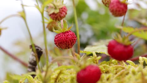 Berry-of-ripe-strawberries-close-up.-Nature-of-Norway