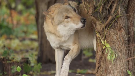 El-Lobo-(Canis-Lupus),-También-Conocido-Como-Lobo-Gris,-Es-El-Miembro-Más-Grande-De-La-Familia-Canidae.-Los-Lobos-Son-El-Miembro-Salvaje-Más-Grande-De-La-Familia-De-Los-Perros.