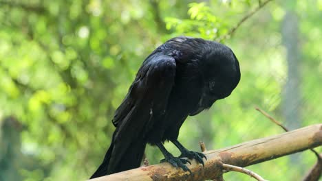 Common-raven-(Corvus-corax),-also-known-as-the-northern-raven,-is-a-large-all-black-passerine-bird.-Found-across-the-Northern-Hemisphere,-it-is-the-most-widely-distributed-of-all-corvids.