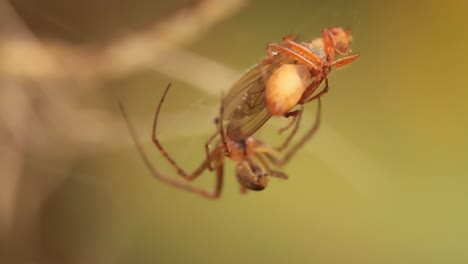 Close-up-macro-shot-of-a-spider-grabbed-the-victim-and-wrapped-it-in-a-web.